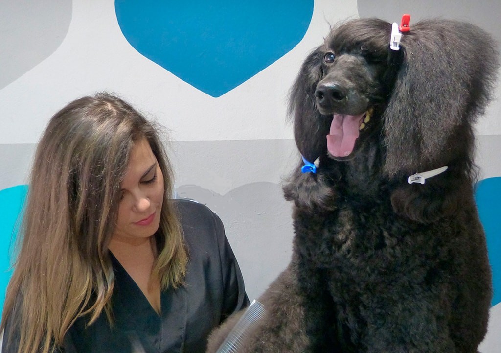 Academia de peluquería canina SOS Animal