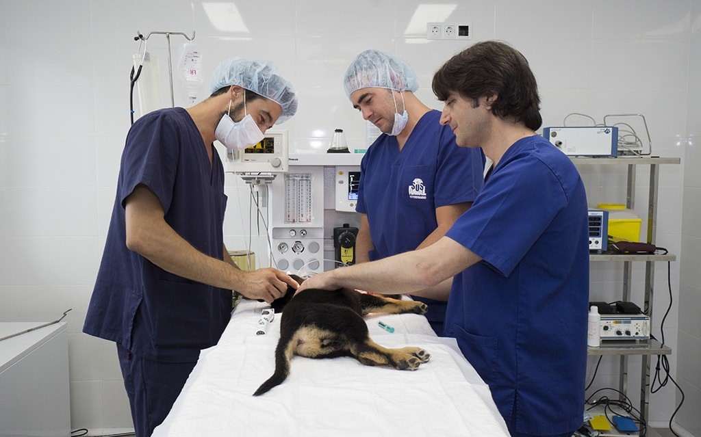 Hospital Veterinario SOS Animal