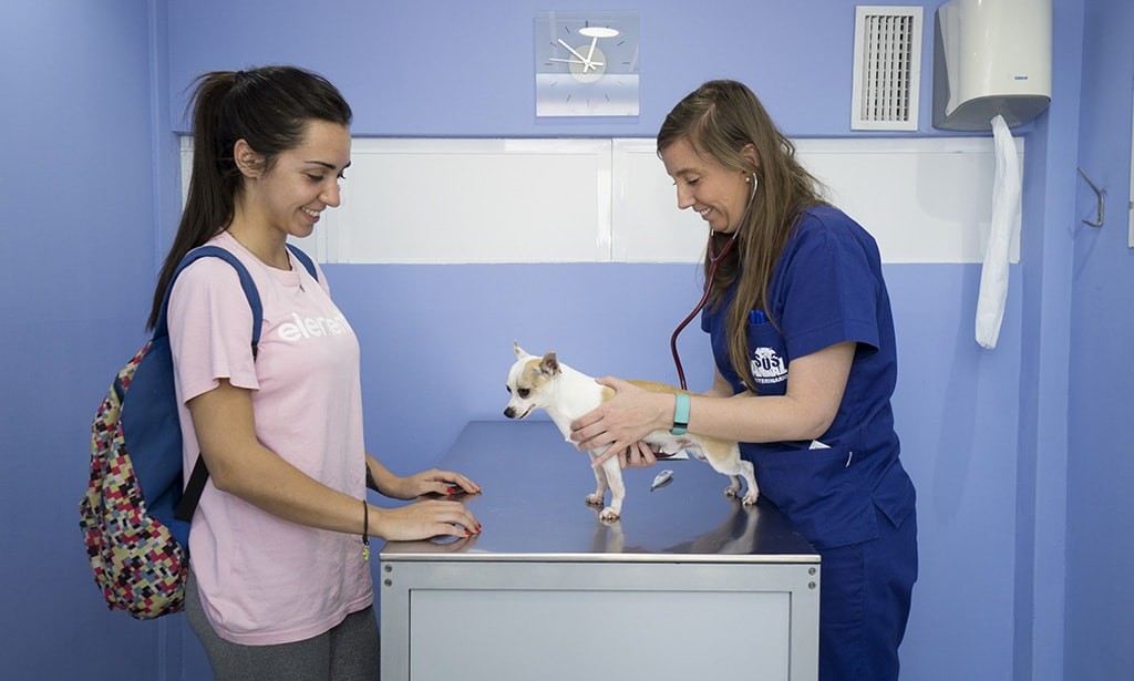 Hospital Veterinario SOS Animal