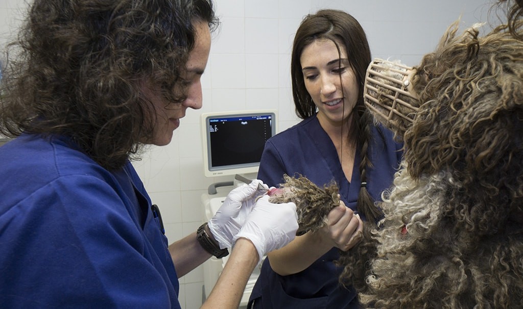 Hospital Veterinario SOS Animal