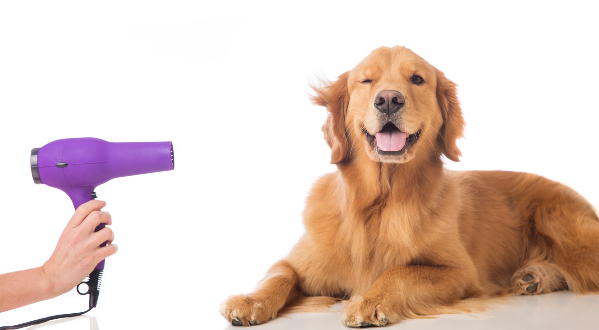 Curso de peluquería canina