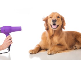 Curso de peluquería canina