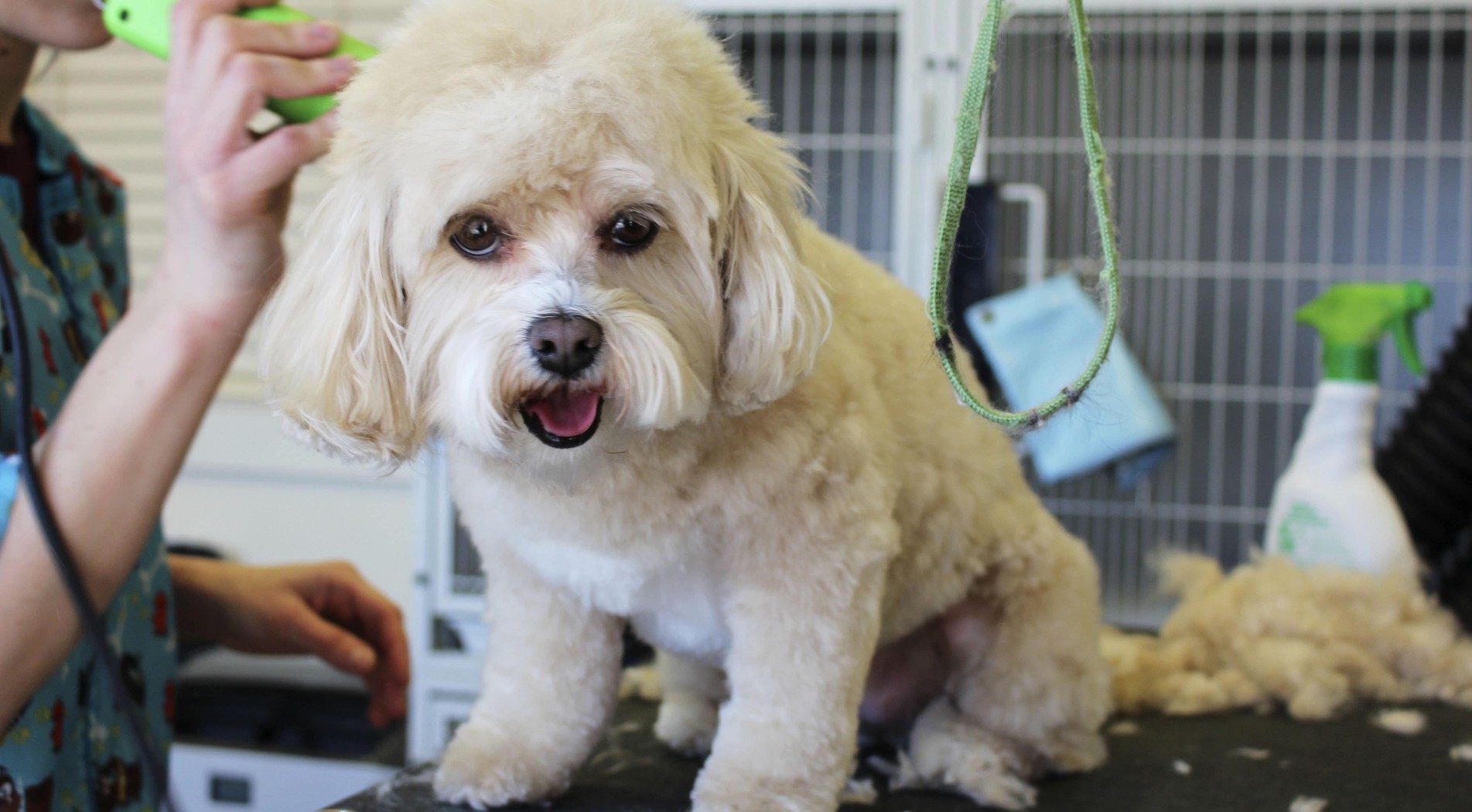 Curso de actualización para peluqueros caninos