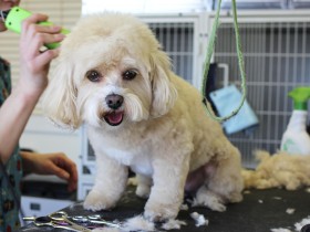 Curso de actualización para peluqueros caninos