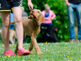 Curso educación y etología canina