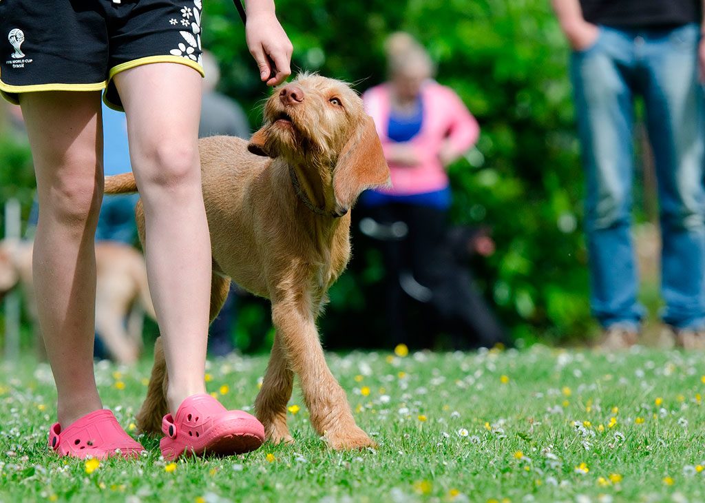 Curso educación y etología canina