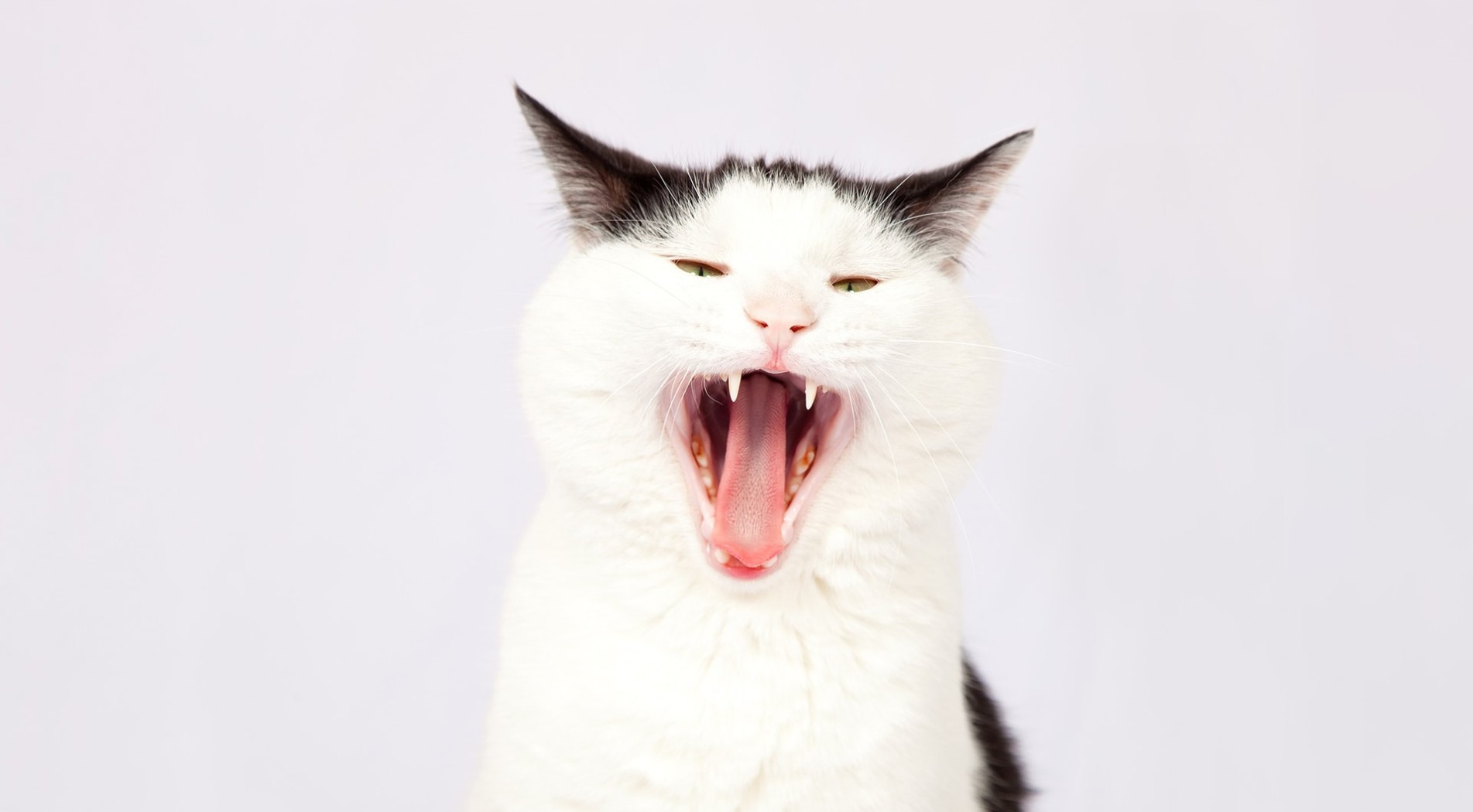 Seminario 10 enfermedades que pueden padecer los gatos y de las que podrías contagiarte
